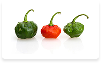 Cachucha Peppers