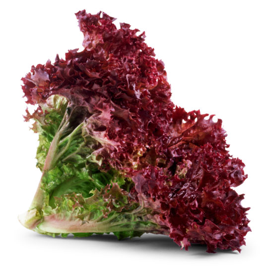 Lollo Rosso