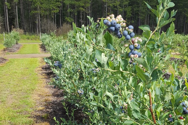 blueberries