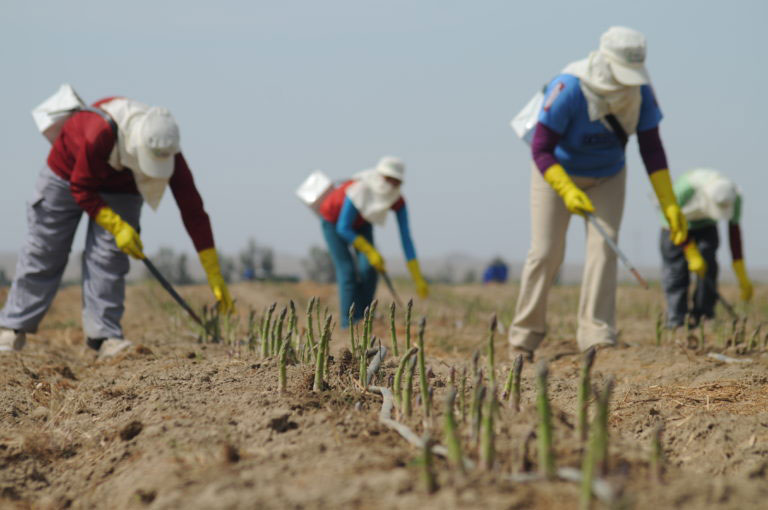 Crystal Valley La Venta Asparagus Harvest
