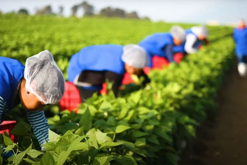 Crystal Valley field workers