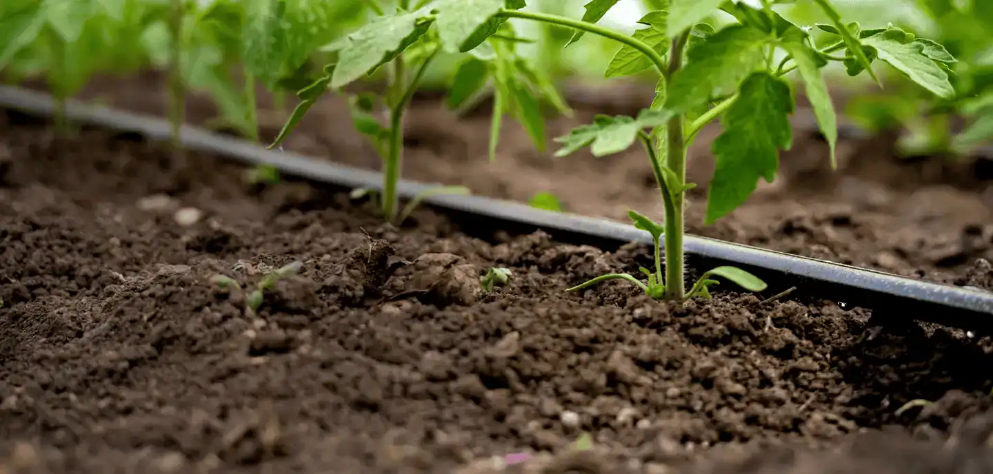 stems of vegetables growing in soil